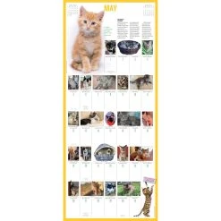 Kittens 365 Days 2024 Wall Calendar -Calendars Sales Store fd36a64d f296 47b7 bcaf 6789a7e0bcb5