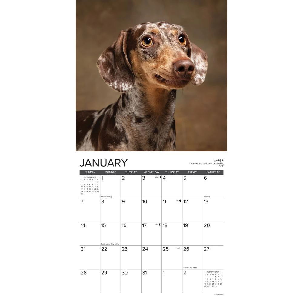 Dachshund Rules 2024 Wall Calendar 5 Dachshund Rules 2024 Wall Calendar - Image 3