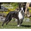 Boston Terriers Deluxe 2024 Wall Calendar -Calendars Sales Store fdbf7096 a9bb 4d60 9ea0 a46d2ed214f3