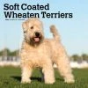 Wheaten Terriers Soft Coated 2024 Wall Calendar 1 Wheaten Terriers Soft Coated 2024 Wall Calendar -Calendars Sales Store fe93b7ed 1898 4a26 9b89 46c715af6110