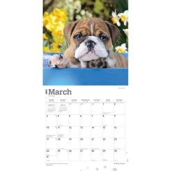 Bulldog Puppies 2024 Wall Calendar 12 Bulldog Puppies 2024 Wall Calendar -Calendars Sales Store ffe0b07c fd1a 4d76 9e69 b31105a38f38